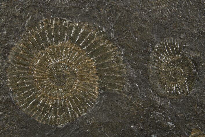 Fossil Ammonite (Dactylioceras) Cluster - Posidonia Shale, Germany #305711